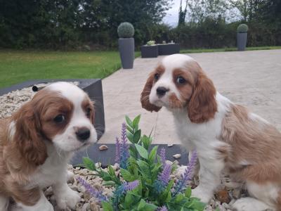 Classic Cavalier King Charles Spaniel puppies in Westmeath
