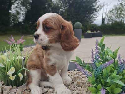 Classic Cavalier King Charles Spaniel puppies in Westmeath