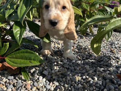Blue Roan and Orange Roan Cocker Spaniel puppies in Wexford