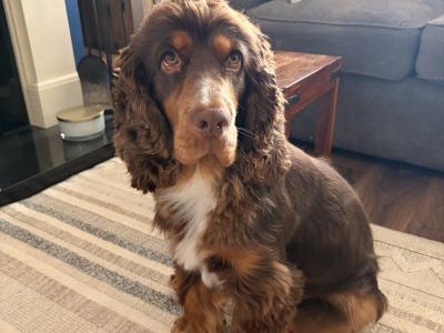 Gorgeous Cocker Spaniel for stud in Westmeath