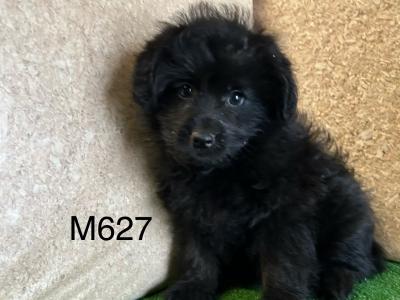Stunning Shihpoo puppies (Shih Tzu x Toy Poodle) in Cavan 😍