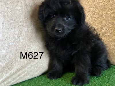 Stunning Poodle Cross puppies in Cavan 😍
