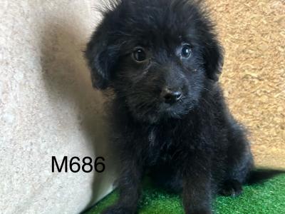Stunning Poodle Cross puppies in Cavan 😍