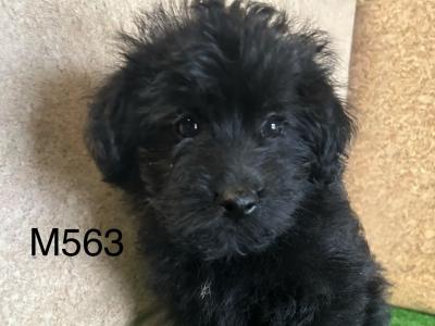 Stunning Poodle Cross puppies in Cavan 😍