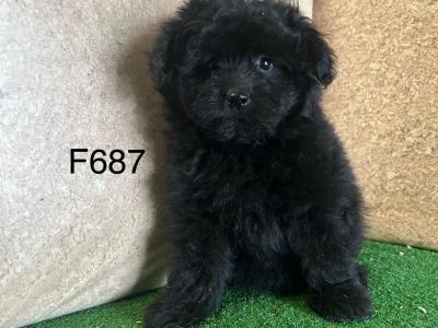 Stunning Poodle Cross puppies in Cavan 😍