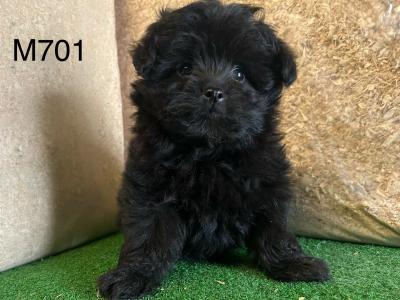 Stunning Shihpoo puppies (Shih Tzu x Toy Poodle) in Cavan 😍
