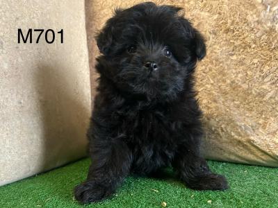 Stunning Poodle Cross puppies in Cavan 😍
