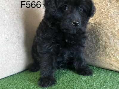 Stunning Poodle Cross puppies in Cavan 😍