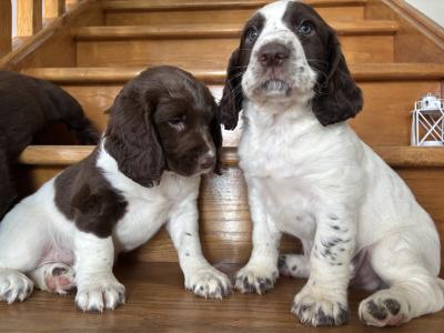Fabulous Cocker Spaniel puppies in Offaly 🐶