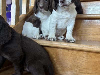 Fabulous Cocker Spaniel puppies in Offaly 🐶