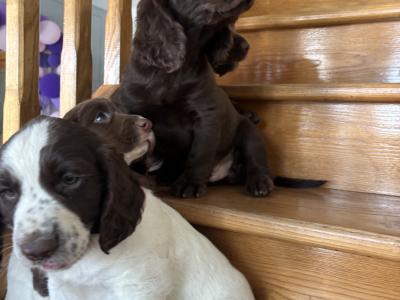 Fabulous Cocker Spaniel puppies in Offaly 🐶
