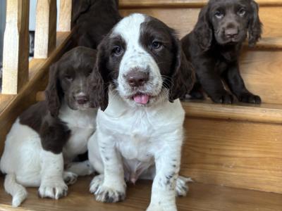 Fabulous Cocker Spaniel puppies in Offaly 🐶