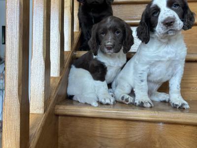 Fabulous Cocker Spaniel puppies in Offaly 🐶