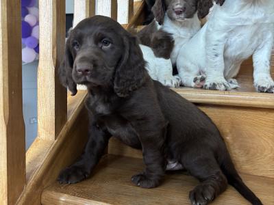 Fabulous Cocker Spaniel puppies in Offaly 🐶