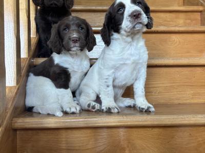 Fabulous Cocker Spaniel puppies in Offaly 🐶