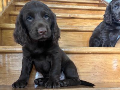 Fabulous Cocker Spaniel puppies in Offaly 🐶