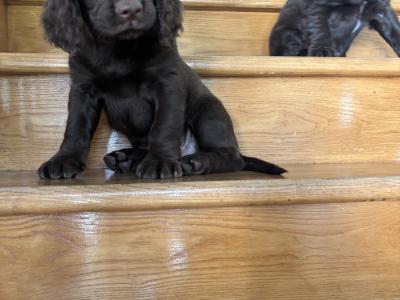 Fabulous Cocker Spaniel puppies in Offaly 🐶