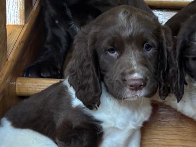 Fabulous Cocker Spaniel puppies in Offaly 🐶
