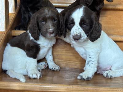 Fabulous Cocker Spaniel puppies in Offaly 🐶