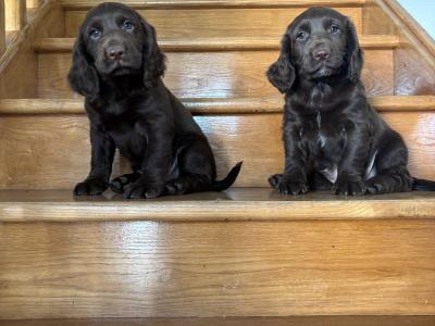 Fabulous Cocker Spaniel puppies in Offaly 🐶