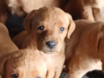 Fox red labrador puppies in Clare