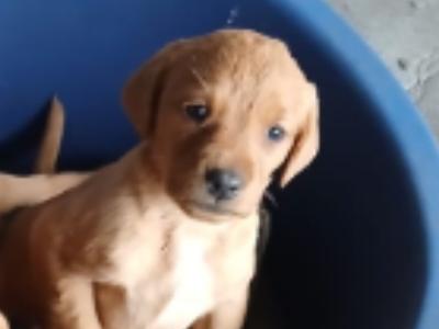 Fox Red Labrador puppies in Clare
