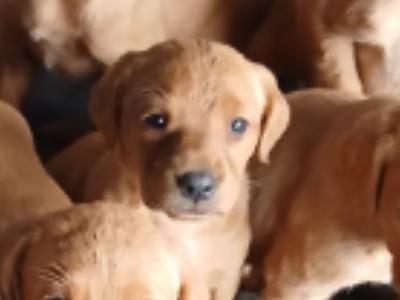 Fox Red Labrador puppies in Clare