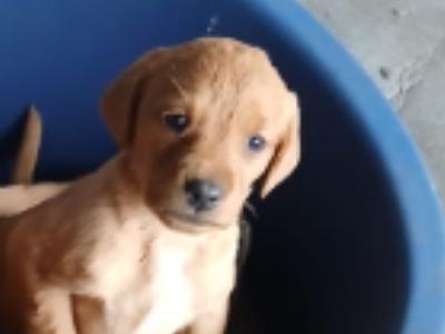 Fox Red Labrador puppies in Clare
