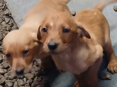 Fox red labrador puppies in Clare