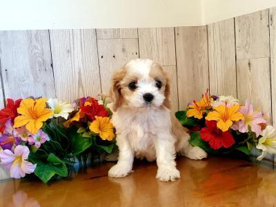 Vet checked, Child Friendly Cavachon puppies in Limerick