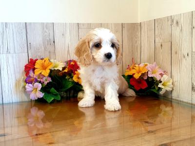 Vet checked, Child Friendly Cavachon puppies in Limerick