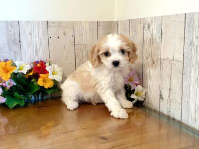 Vet checked, Child Friendly Cavachon puppies in Limerick