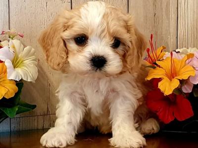 Vet checked, Child Friendly Cavachon puppies in Limerick