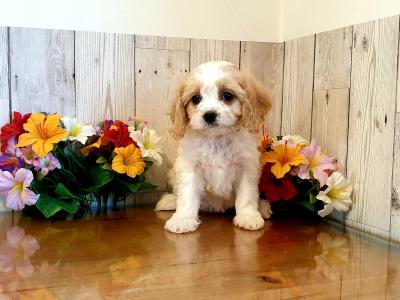 Vet checked, Child Friendly Cavachon puppies in Limerick