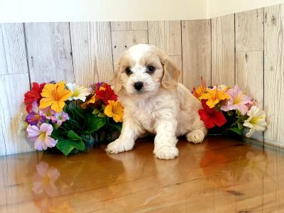 Vet checked, Child Friendly Cavachon puppies in Limerick