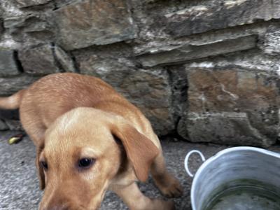 IKC registered exceptional Red Fox lab puppy remaining