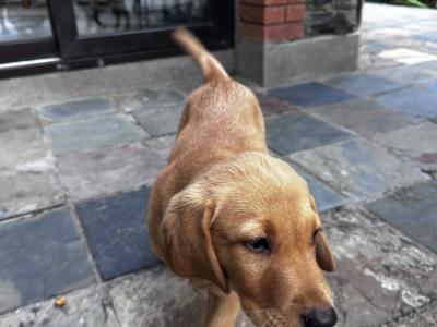 IKC registered exceptional Red Fox lab puppy remaining