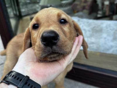 IKC registered exceptional Red Fox lab puppy remaining