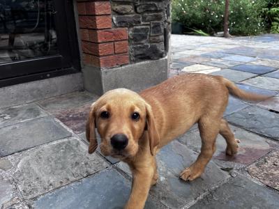 IKC registered exceptional Red Fox lab puppy remaining