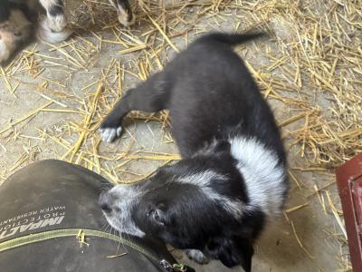 Border Collie pups