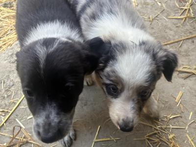 Border Collie pups