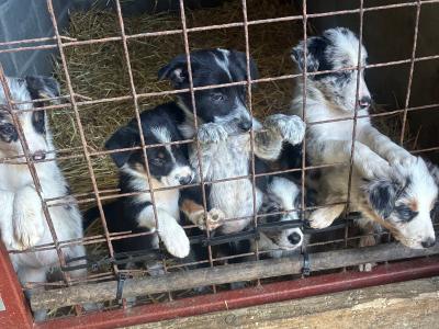 Border Collie pups