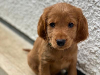 Gorgeous House Reared Cockapoo puppies in Donegal