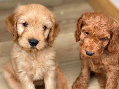 Gorgeous House Reared Cockapoo puppies in Donegal