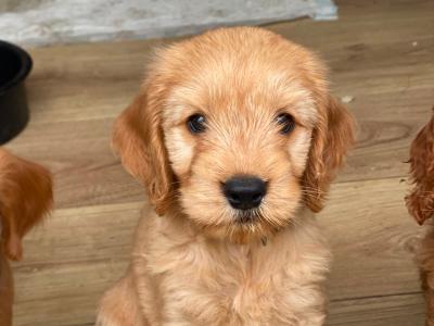 Gorgeous House Reared Cockapoo puppies in Donegal