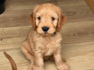 Gorgeous House Reared Cockapoo puppies in Donegal