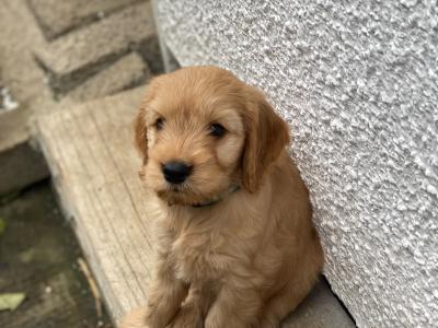 Gorgeous House Reared Cockapoo puppies in Donegal