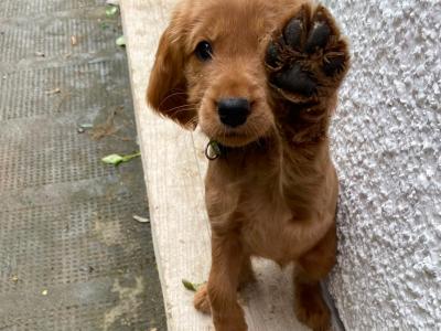 Gorgeous House Reared Cockapoo puppies in Donegal