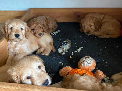 Gorgeous House Reared Cockapoo puppies in Donegal