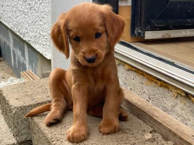 Gorgeous House Reared Cockapoo puppies in Donegal